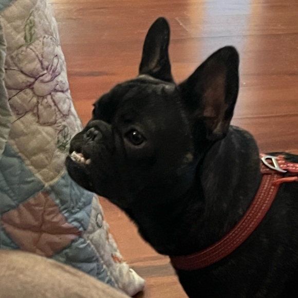 Meet your Posher, Joy - Picture 2 of 4